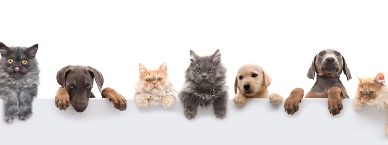 Pet Guapeco Benefício Corporativo